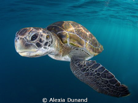 Curiosity. Turtle on Tenerife. by Alexia Dunand 