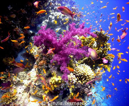Violet Soft Coral with Anthias Explosion!
Dendronephthya... by Cinzia Bismarck 