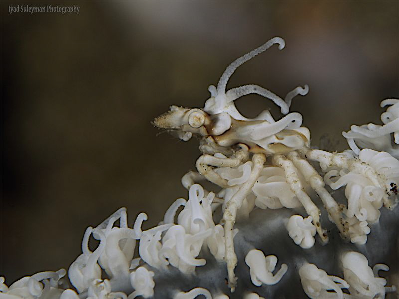 White Xeno crab with the polyps of the whip coral by Iyad Suleyman 