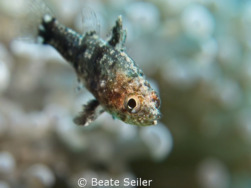 very small fish in a anemone by Beate Seiler 