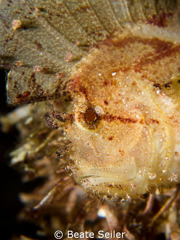 the face of a leaf scorpian fish by Beate Seiler 