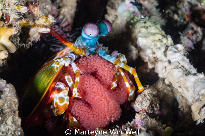 Mantis Shrimp with eggs at Arthur's Rock, Anilao, Philipp... by Marteyne Van Well 