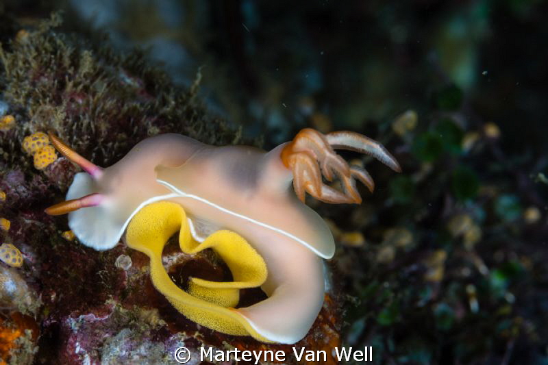 Nudibranch with eggs at dive site Apples in Anilao, Phili... by Marteyne Van Well 
