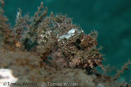 Scorpionfish up close by Tomas Woren 