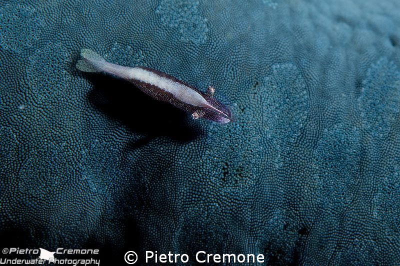 Little shrimp on sea star by Pietro Cremone 