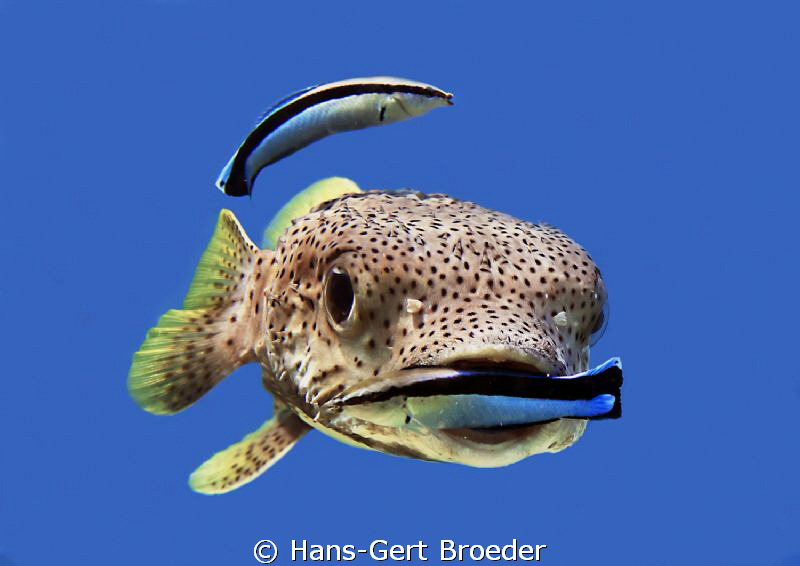 Porcupinefish
Don't eat your cleaner !
Bunaken,Sulawesi... by Hans-Gert Broeder 
