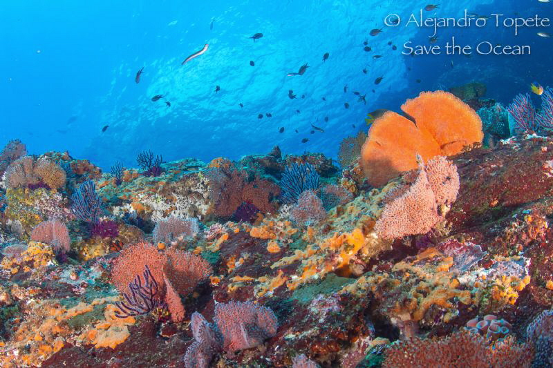 Beautifull Reef, Puerto Vallarta Mexico by Alejandro Topete 