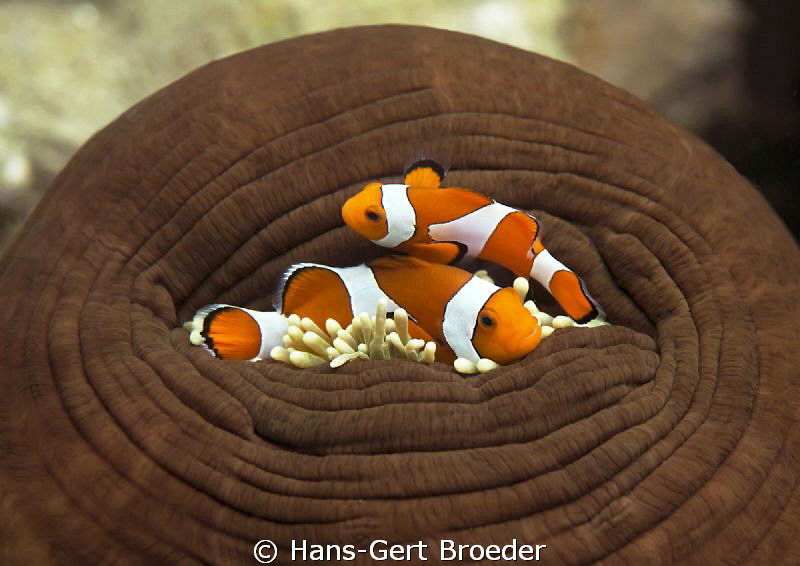 Clownfish
Please open the door!!
natural light by Hans-Gert Broeder 