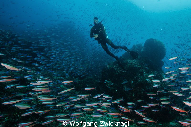My buddy - obviously confused by the number of fish aroun... by Wolfgang Zwicknagl 