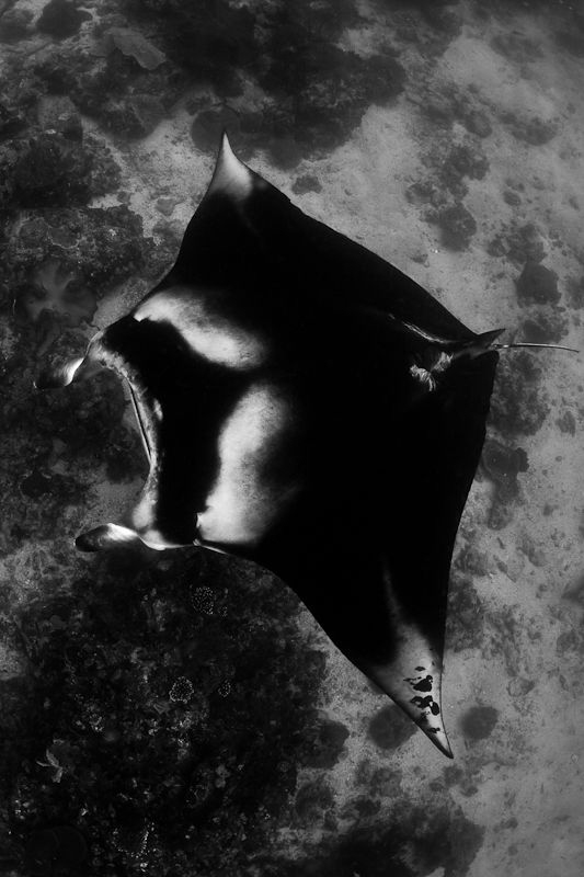 Snorkeling Komodo style by Reidar Opem 