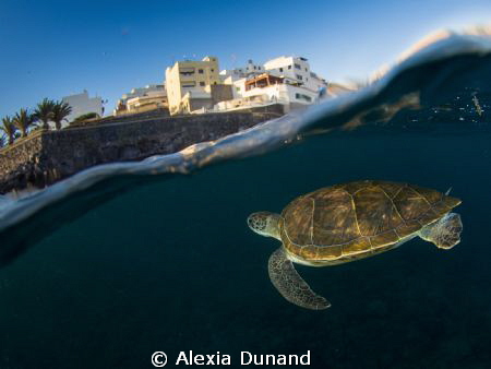 Green turtle surfacing to another world. Endangered. Tene... by Alexia Dunand 