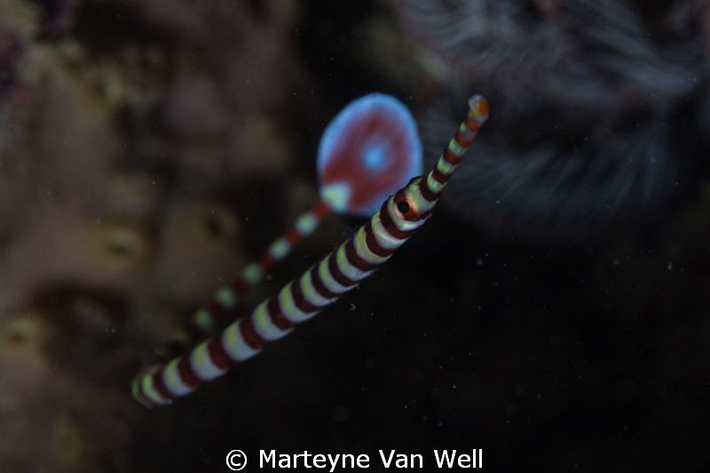 Banded pipefish taken at Arthur's Rock in Anilao by Marteyne Van Well 
