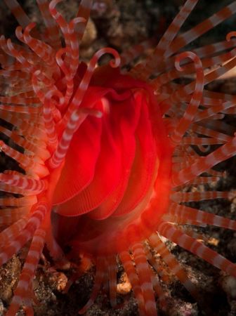 'Full of blood' from Lembeh. Taken with Olympus E-20 in T... by Istvan Juhasz 