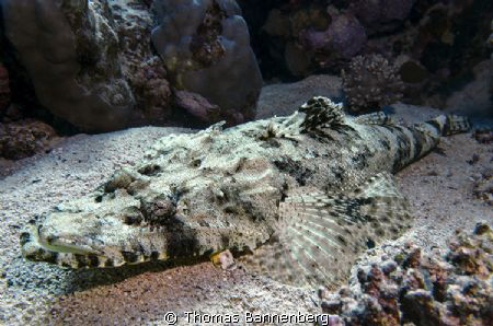 Crocodilefish (Papilloculiceps longiceps)

NIKON D7000 ... by Thomas Bannenberg 
