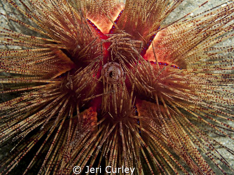 Sea Urchin found at Blue Heron Bridge by Jeri Curley 