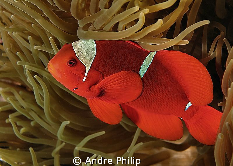 spine-cheek clownfish by Andre Philip 