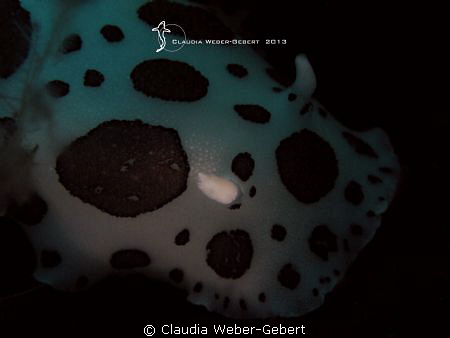 the horn of the sea cow ...
El Hierro - Canary Islands by Claudia Weber-Gebert 