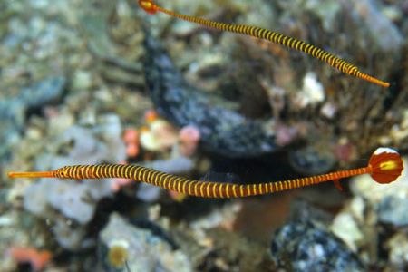 Pair of orange banded pipefish. Philippines Got a headach... by Andre Seale 