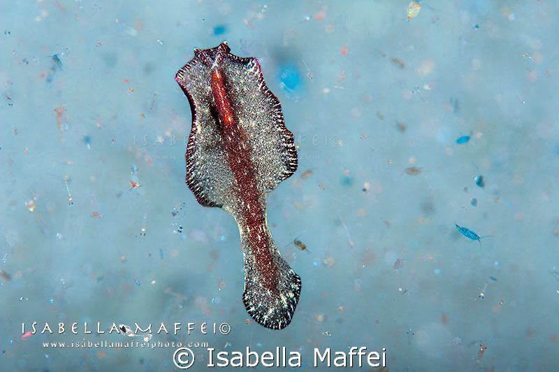 "PRIMORDIAL SOUP"
Raja Ampat, a flatworm swims in a prim... by Isabella Maffei 