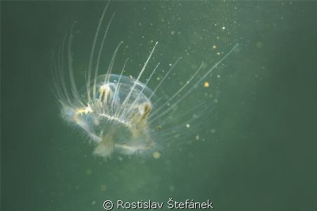 Freshwater Jellyfish (Craspedacusta sowerbii) by Rostislav Štefánek 