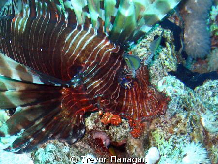Lionfish flared out as I approached - not sure who was mo... by Trevor Flanagan 
