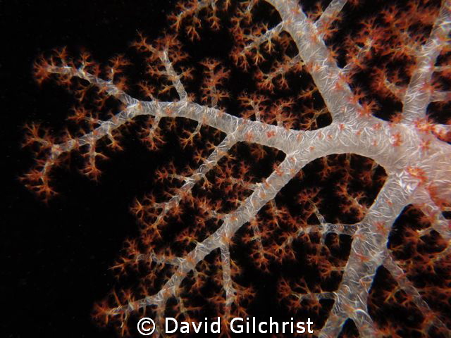 Close up, Soft Coral, Chuuk Lagoon-Night Dive by David Gilchrist 