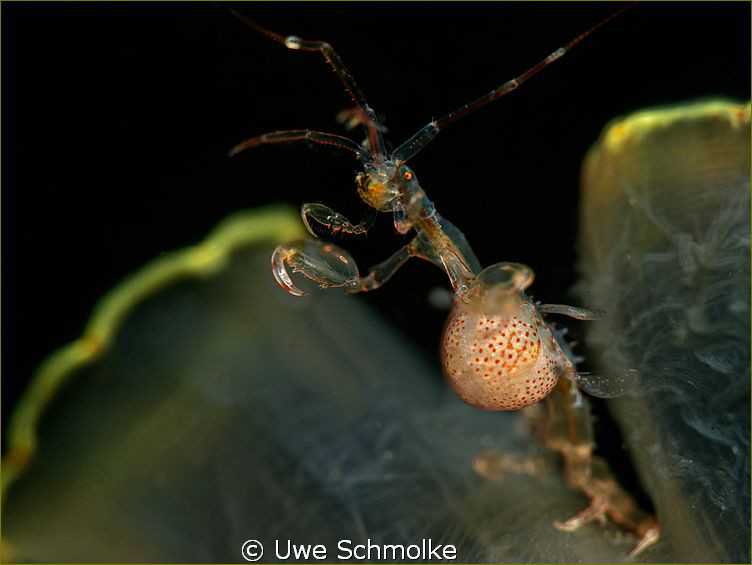 Alien -
This Skeleton shrimp is taken in cold North Sea ... by Uwe Schmolke 