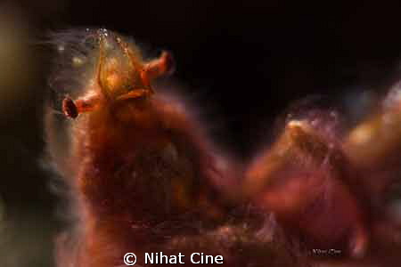 OrangUtan Crab... She were tending to be a model when see... by Nihat Cine 