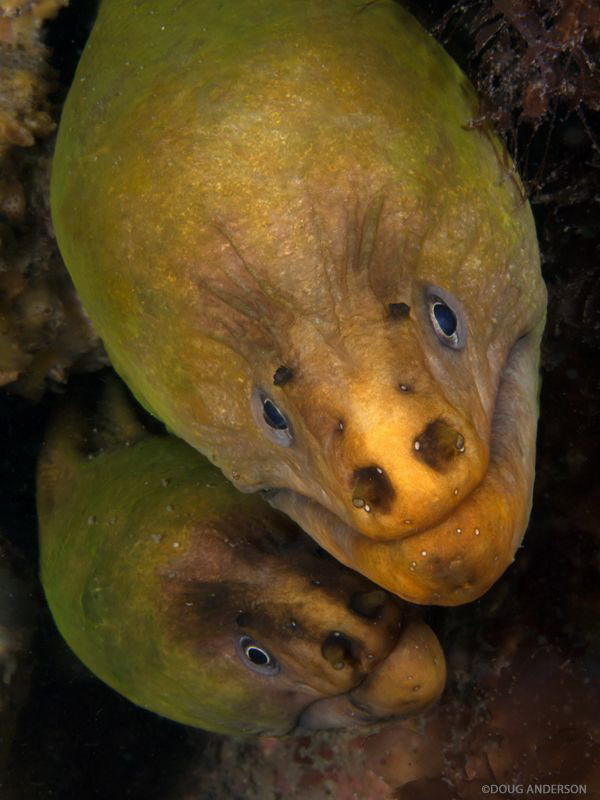 Green Morays, Fly Point by Doug Anderson 