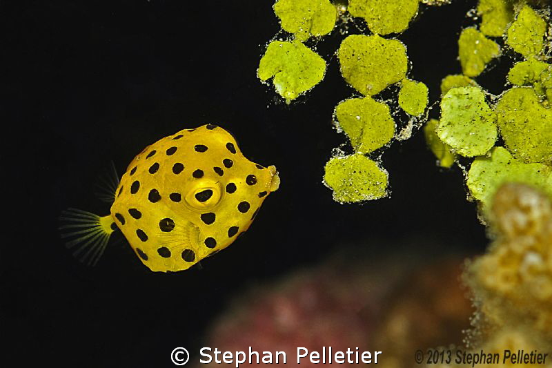 Juvenile Boxfish 
Taba, Egypt by Stephan Pelletier 