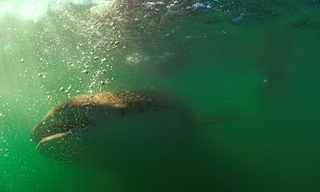 Greenwater Image: Whaleshark, Sea of Cortez.
D2x 10.5mm by Rand Mcmeins 