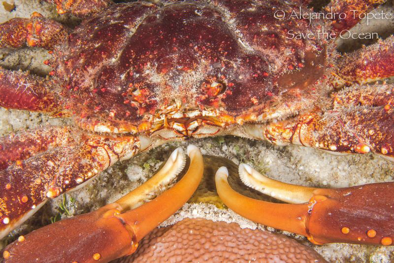 King Crab, Mahaual Mexico by Alejandro Topete 