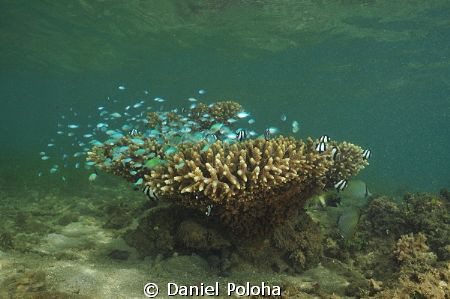 Lonely coral bush with its inhabitants in murky bay by Daniel Poloha 
