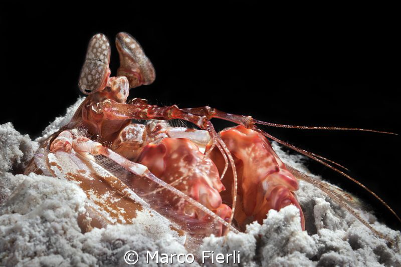 Spearing Mantis Shrimp, portrait by Marco Fierli 