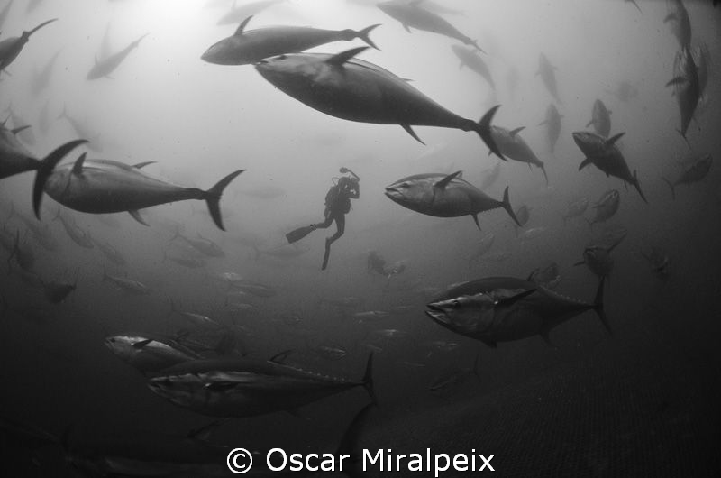 red tuna, endangered by overfishing. Maybe inside a net w... by Oscar Miralpeix 