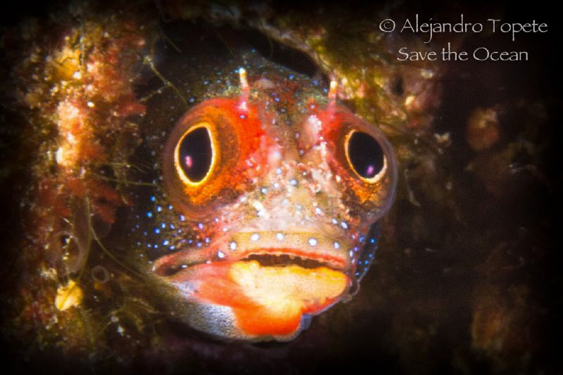 Blenny Scare, Acapulco Mexico by Alejandro Topete 