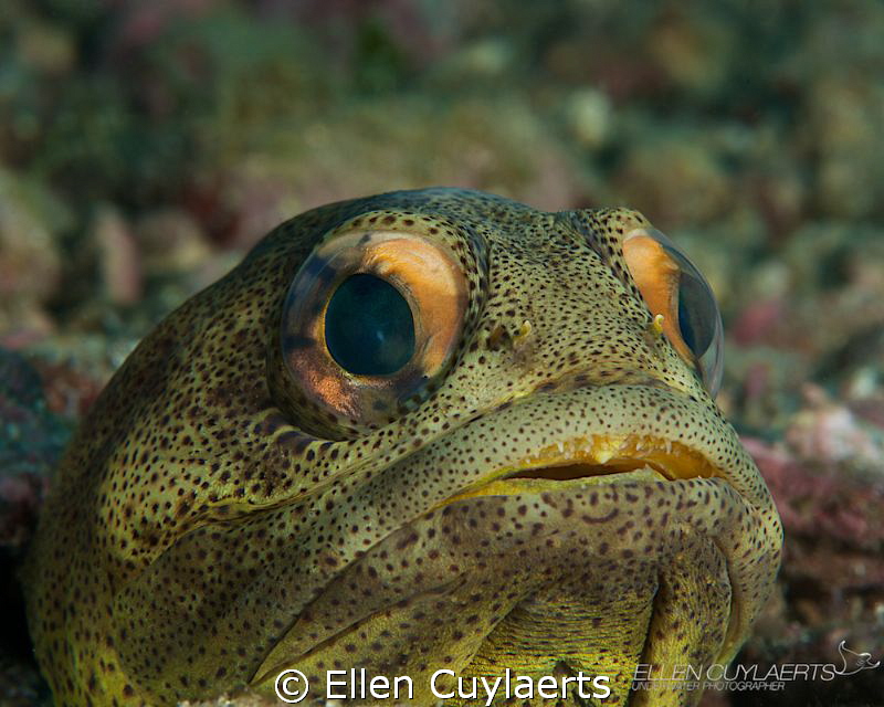 Giant jawfish in the sea of Cortez. They are really large... by Ellen Cuylaerts 