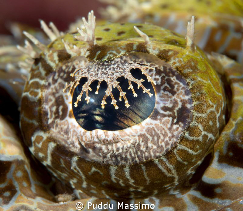 crocodile fish's eye,nikon D800 e,105 micro by Puddu Massimo 