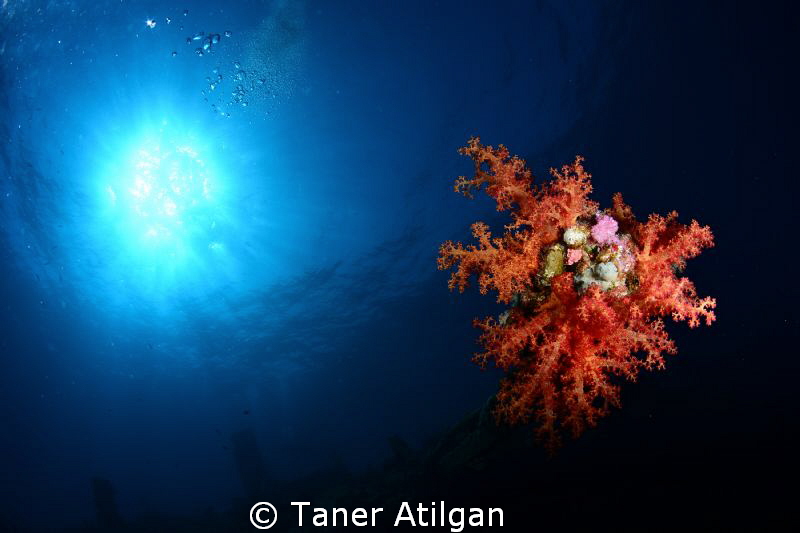 Soft coral on Giannis D by Taner Atilgan 