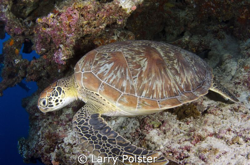 The green turtles were all over this wall dive by Larry Polster 