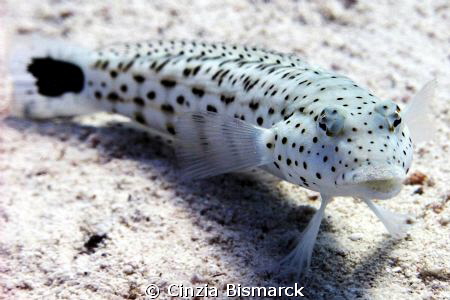 Kiss me!

Speckled Sand Perch - Parapercis hexophtalma
 by Cinzia Bismarck 