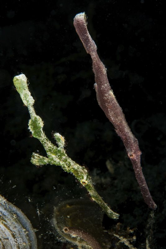 Robust ghostpipefish. Two with different colors. by Mehmet Salih Bilal 