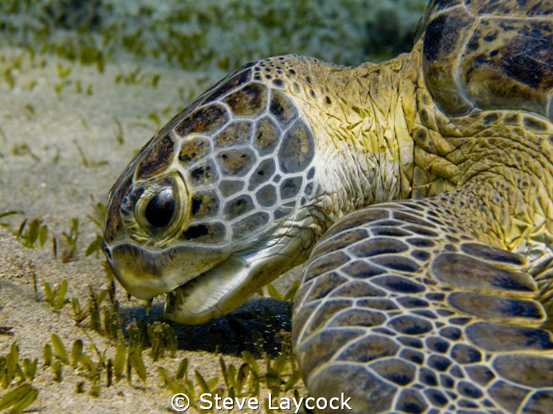 Green turtle munching - no strobe by Steve Laycock 