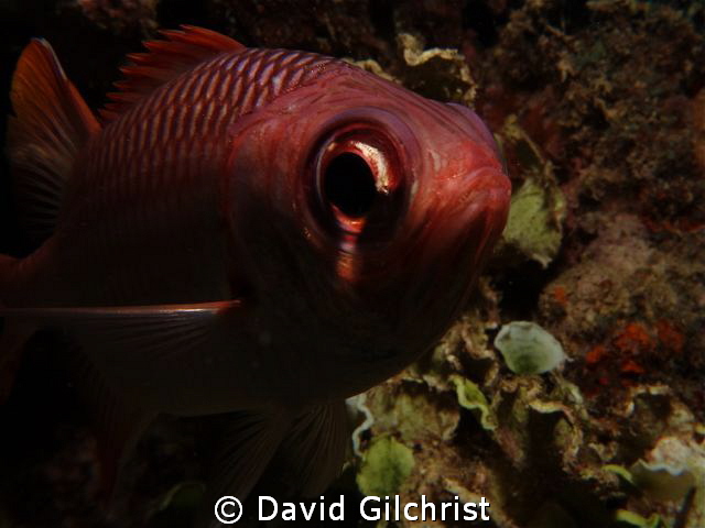 'In your face' Curious soldierfish, Chuuk Lagoon by David Gilchrist 