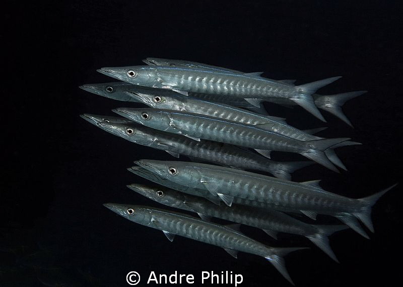 "Oceans Eleven" - close encounter with a barracuda school by Andre Philip 