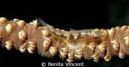 Can't resist the Sea Whip Goby by Benita Vincent 