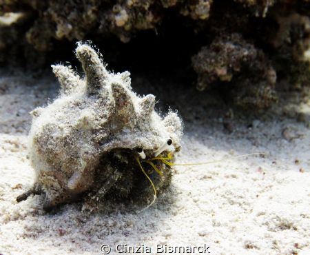 Nice to meet you! I'm the Hermit Crab!
Dardanus lagopodes by Cinzia Bismarck 