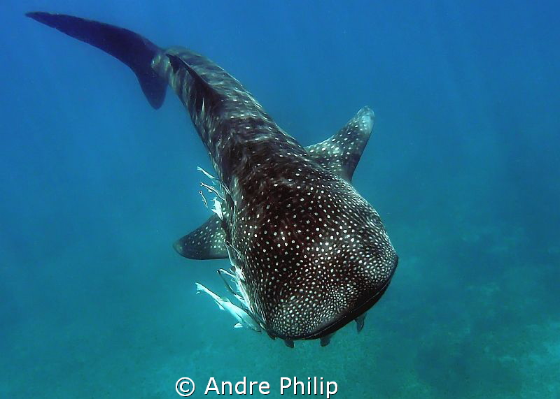 "Coming up" - a "other shot" of a young whaleshark, which... by Andre Philip 