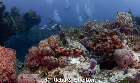Hidden Treasure.  While on a drift dive off of Cozumel, M... by Richard Shelton 