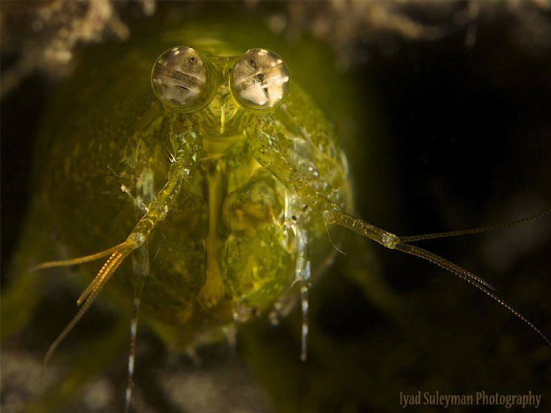 Green Mantis Shrimp by Iyad Suleyman 